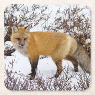 Red Fox in snow in winter Square Paper Coaster