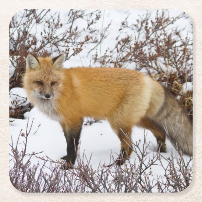 Red Fox in snow in winter Square Paper Coaster (Front)