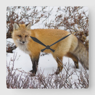 Red Fox in snow in winter Square Wall Clock