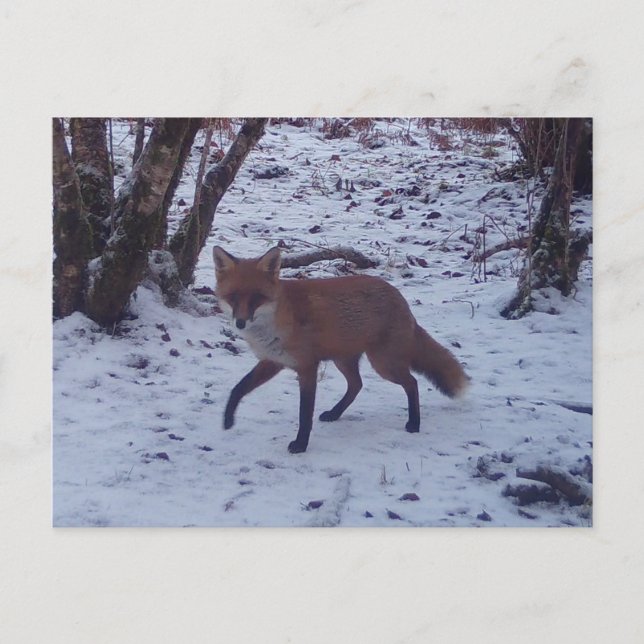 Red Fox in Snow  Postcard (Front)