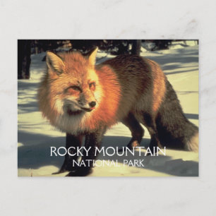 Red Fox in Snow Rocky Mountain National Park, CO Postcard