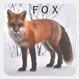 Red Fox In Snow Square Sticker