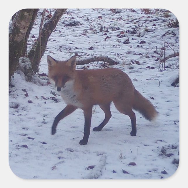 Red Fox in Snow Woodland Wildlife Forest Animal    Square Sticker (Front)