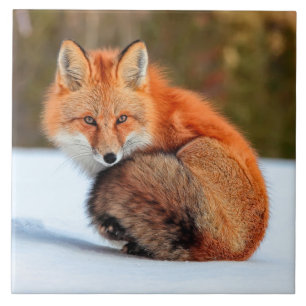 Red Fox In Snow   Yukon Ceramic Tile