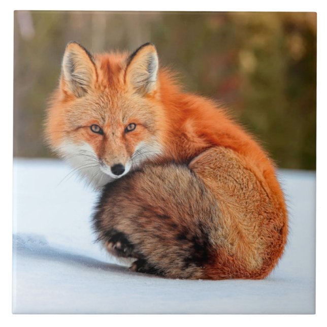 Red Fox In Snow | Yukon Ceramic Tile (Front)