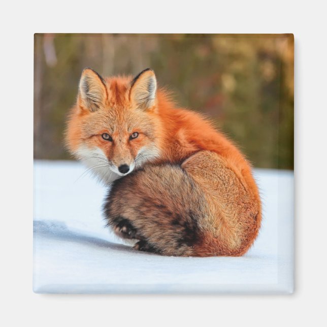 Red Fox In Snow | Yukon Magnet (Front)