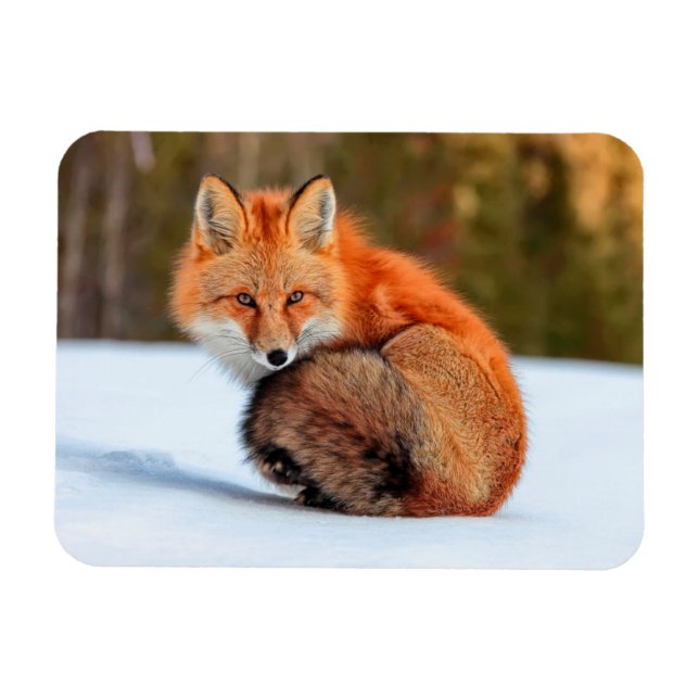 Red Fox In Snow | Yukon Magnet (Horizontal)