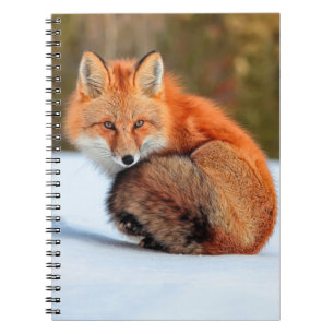 Red Fox In Snow Yukon Notebook
