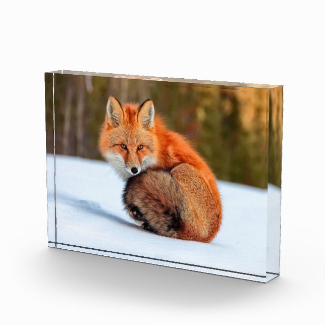 Red Fox In Snow | Yukon Photo Block (Right)