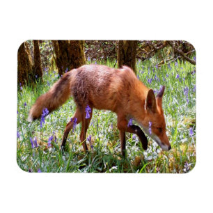 Red Fox in the Bluebells Flexible Photo Magnet