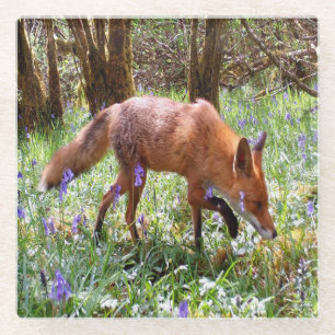 Red Fox in the Bluebells Glass Coaster