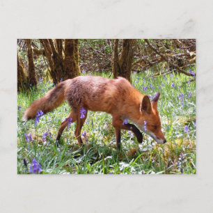 Red Fox in the Bluebells Holiday Postcard