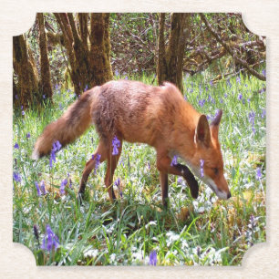 Red Fox in the Bluebells Paper Coaster