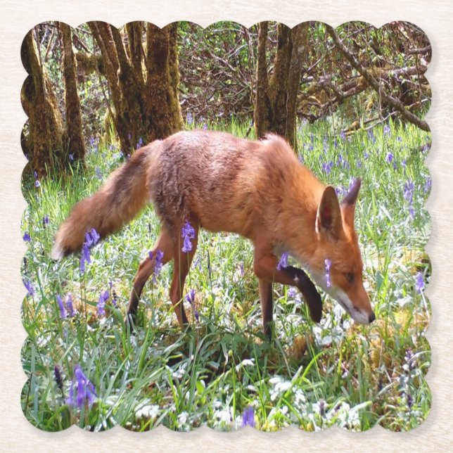 Red Fox in the Bluebells Paper Coaster (Front)