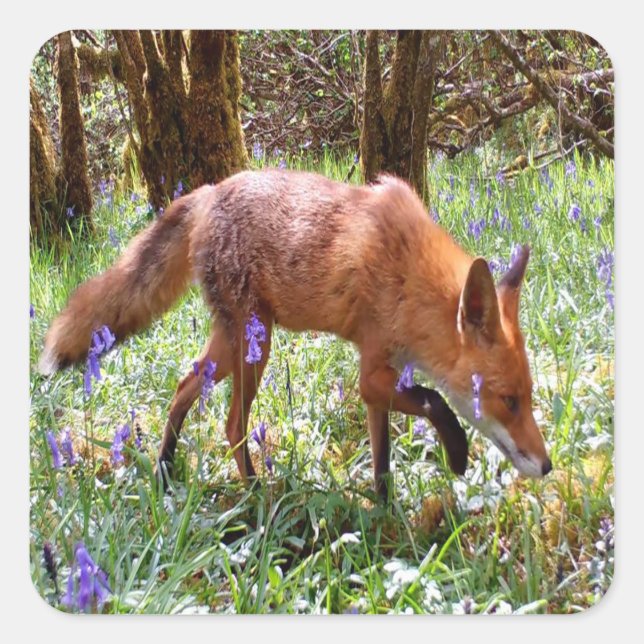  Red Fox in the Bluebells Square Sticker (Front)