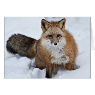 Red Fox in the Snow