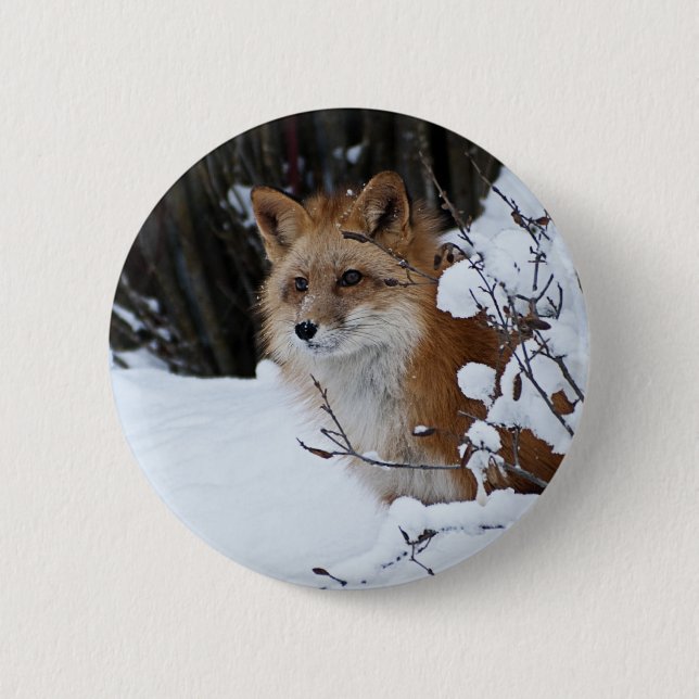 Red Fox in the Snow 6 Cm Round Badge (Front)