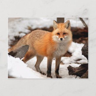 Red fox in the snow postcard