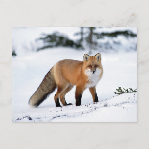 Red Fox in the Snow Postcard