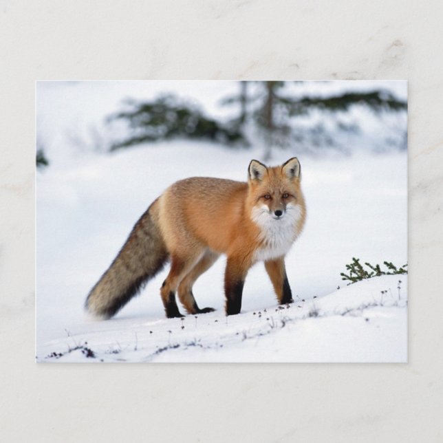 Red Fox in the Snow Postcard (Front)