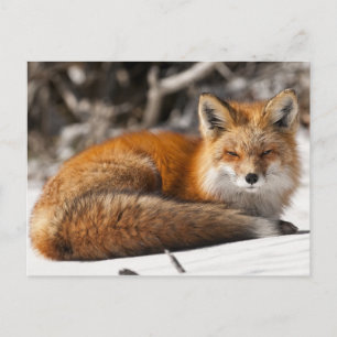 Red Fox in the Snow Postcard