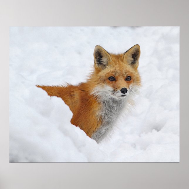 Red Fox in the Snow Poster (Front)