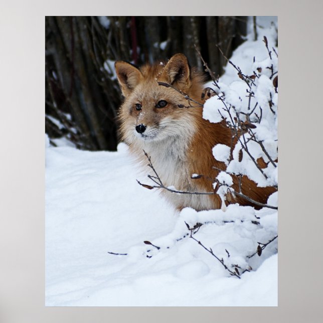 Red Fox in the Snow Poster (Front)