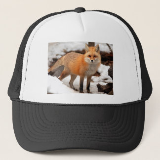 Red fox in the snow trucker hat