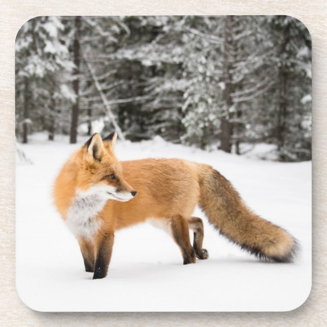 Red Fox in White Snow Coaster (Front)