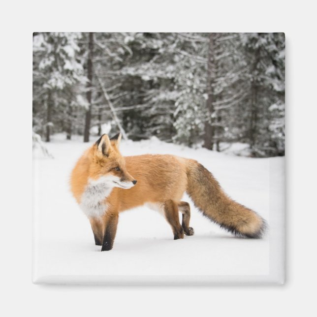 Red Fox in White Snow Magnet (Front)