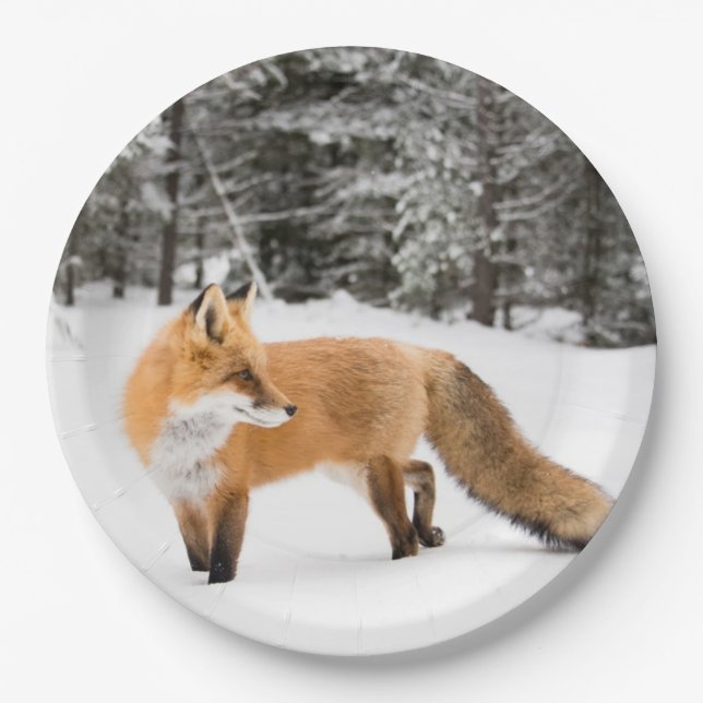 Red Fox in White Snow Paper Plate (Front)