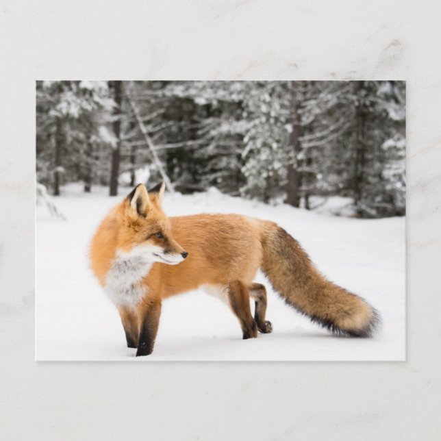 Red Fox in White Snow Postcard (Front)