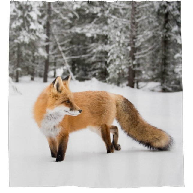 Red Fox in White Snow Shower Curtain (Front)