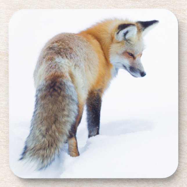 Red Fox in Winter Coaster (Front)