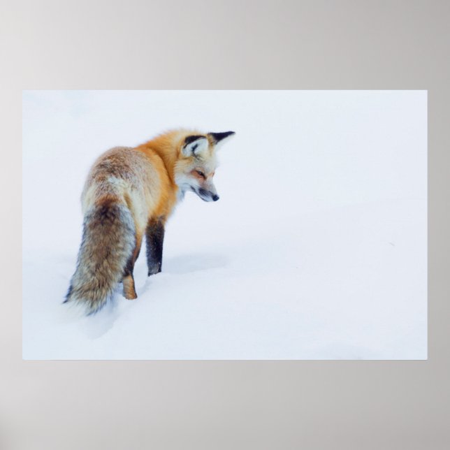 Red Fox in Winter Poster (Front)