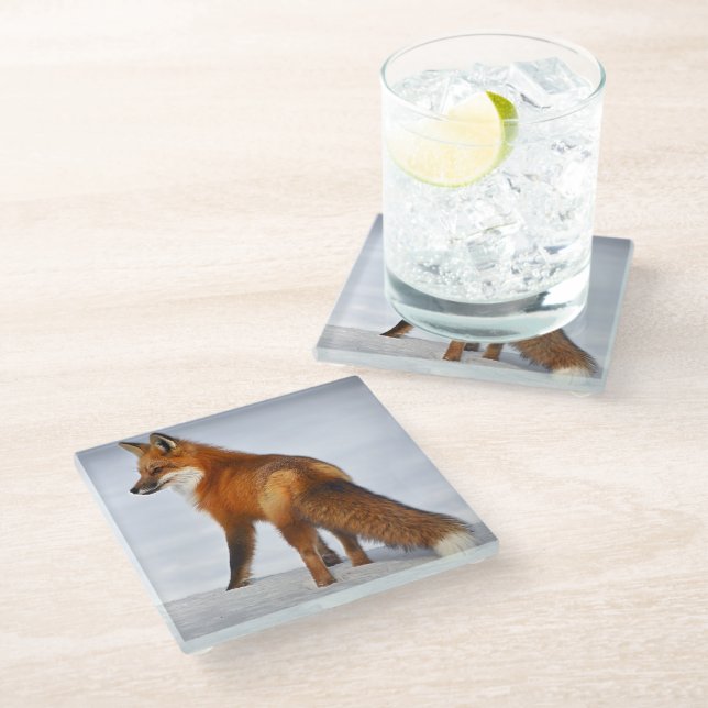 Red Fox in Winter Snow Glass Coaster (Angled)