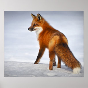 Red Fox in Winter Snow Poster