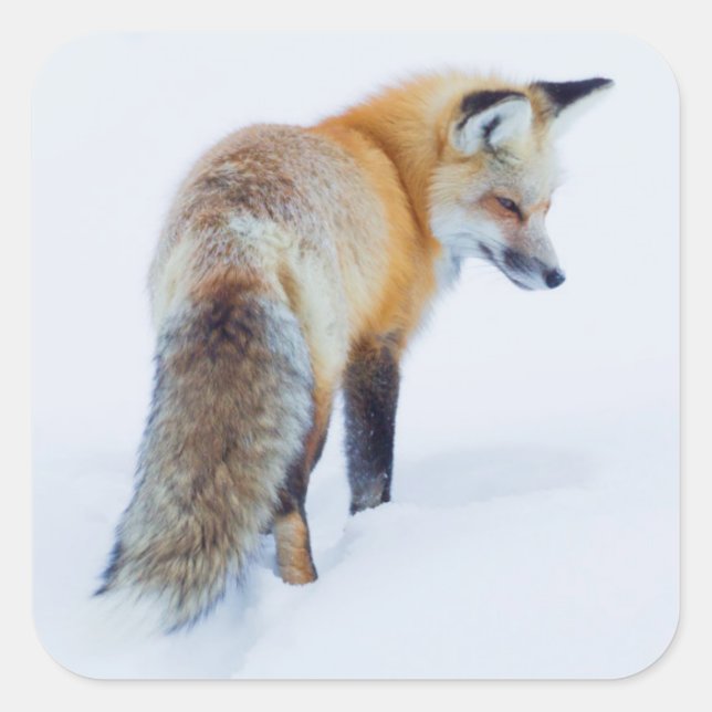 Red Fox in Winter Square Sticker (Front)