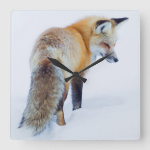 Red Fox in Winter Square Wall Clock