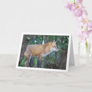 Red Fox in Woods Card