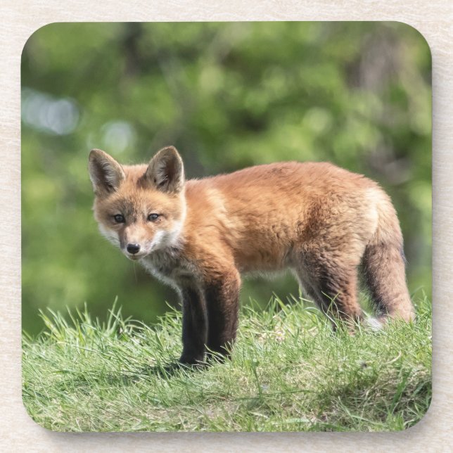 Red Fox Kit Coaster (Front)
