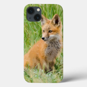 Red Fox Kit in grass near den iPhone 13 Case