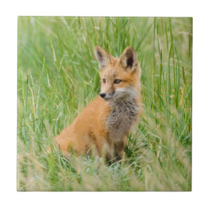 Red Fox Kit in grass near den Ceramic Tile