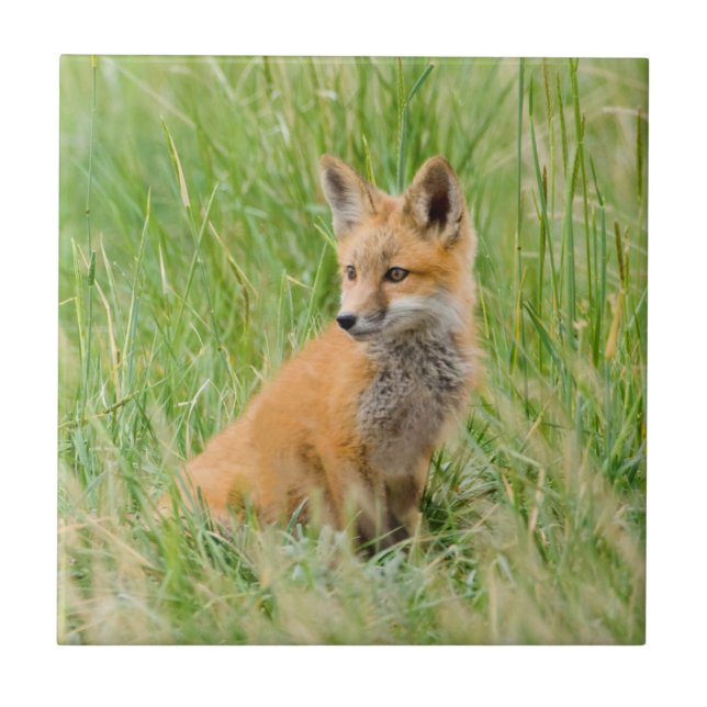Red Fox Kit in grass near den Ceramic Tile (Front)