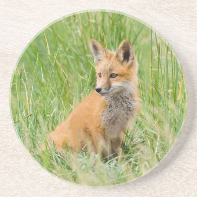 Red Fox Kit in grass near den Coaster (Front)