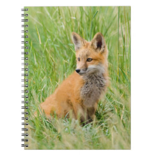 Red Fox Kit in grass near den Notebook