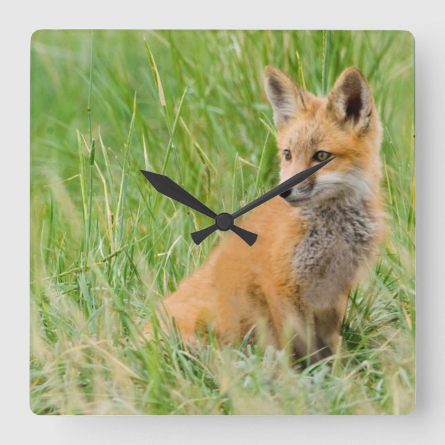 Red Fox Kit in grass near den Square Wall Clock (Front)
