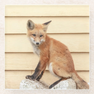 Red Fox Kit in The Hudson Valley Glass Coaster