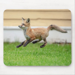 Red Fox Kit in The Hudson Valley Mouse Pad