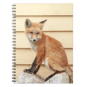 Red Fox Kit in The Hudson Valley Notebook